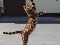 孟加拉猫,神秘东方的优雅猎手