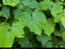 豆科植物,豆科植物的生物学特征与应用价值