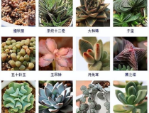 多肉植物品种