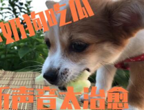 娱乐吃瓜酱小奶狗,揭秘娱乐圈的甜蜜与苦涩